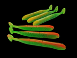 6x Spartaner Gummifisch Orange/Green + Green/Red